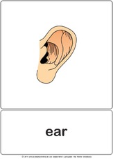 Bildkarte - ear.pdf